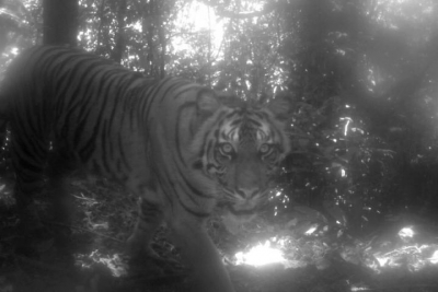 Farmer mauled to death by tiger in Lakhimpur Kheri | Farmer mauled to death by tiger in Lakhimpur Kheri