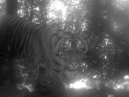 Farmer killed in tiger attack in UP's Dudhwa | Farmer killed in tiger attack in UP's Dudhwa