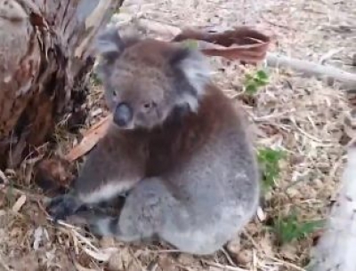 Koala rescued from bushfires woos netizens | Koala rescued from bushfires woos netizens