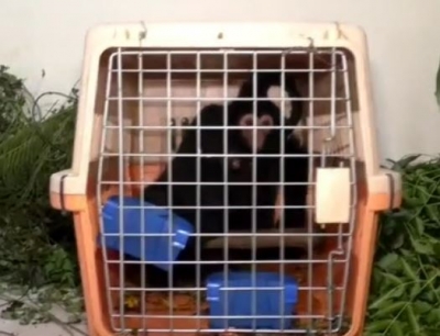 Nine exotic animals recovered from Assam-Mizoram border | Nine exotic animals recovered from Assam-Mizoram border Nine exotic animals recovered from Assam-Mizoram border | Nine exotic animals recovered from Assam-Mizoram border