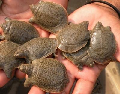 Two held with 32 flapshell turtles in UP | Two held with 32 flapshell turtles in UP
