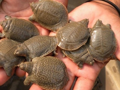 Smuggler held, 108 Indian roof turtles rescued in Lucknow | Smuggler held, 108 Indian roof turtles rescued in Lucknow