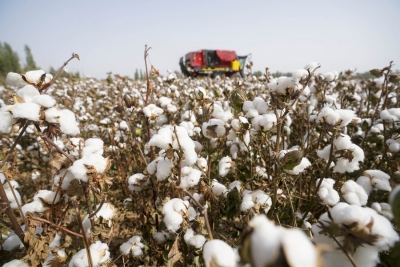 Texas faces worst cotton harvest in years due to drought, heat | Texas faces worst cotton harvest in years due to drought, heat