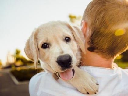 Dogs can sniff Covid-19 infections faster, more accurately | Dogs can sniff Covid-19 infections faster, more accurately Dogs can sniff Covid-19 infections faster, more accurately | Dogs can sniff Covid-19 infections faster, more accurately