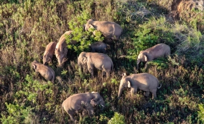 Migrating elephant herd in China move slightly northeast | Migrating elephant herd in China move slightly northeast