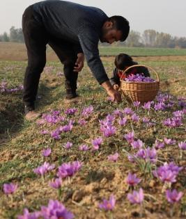 Valley's saffron is the Kashmiri gold | Valley's saffron is the Kashmiri gold