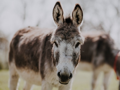 Africa's donkeys being slaughtered for Chinese medicine: Report | Africa's donkeys being slaughtered for Chinese medicine: Report