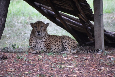 Cheetah gifted by Saudi Prince dies of heart attack at Hyderabad Zoo | Cheetah gifted by Saudi Prince dies of heart attack at Hyderabad Zoo