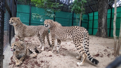 Mysuru zoo gets 3 cheetahs from South Africa | Mysuru zoo gets 3 cheetahs from South Africa