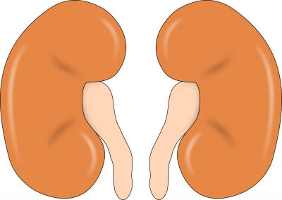 Chronic kidney disease killing over 1mn people worldwide | Chronic kidney disease killing over 1mn people worldwide