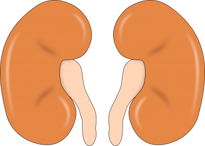 NBRI develops herbal drug for kidney stones | NBRI develops herbal drug for kidney stones