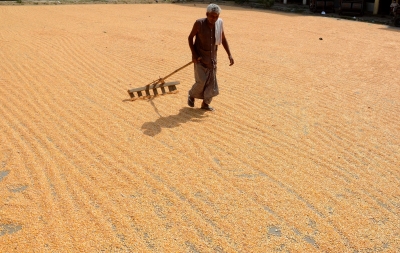 Over 16% increase in paddy procurement over previous season: Govt | Over 16% increase in paddy procurement over previous season: Govt