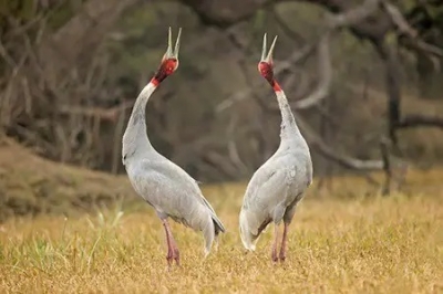 As UP state bird sarus crane's numbers go up, experts red flag safety issues | As UP state bird sarus crane's numbers go up, experts red flag safety issues