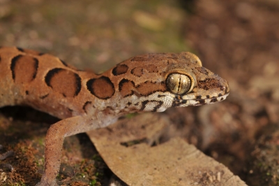 New species of bent-toed gecko discovered in north Kerala | New species of bent-toed gecko discovered in north Kerala