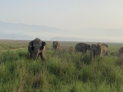 TN farmers await capture of 2 elephants by forest dept | TN farmers await capture of 2 elephants by forest dept