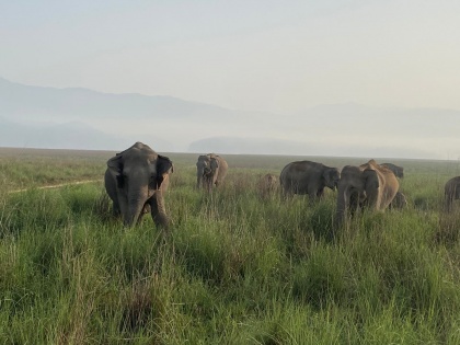 DNA sampling to help ascertain elephant population | DNA sampling to help ascertain elephant population