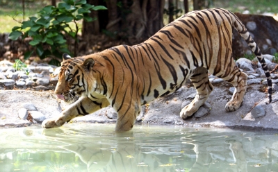 Haryana to explore possibility of establishing tiger park | Haryana to explore possibility of establishing tiger park