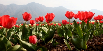 Dry weather with hazy mornings/evenings likely in J&K: MeT | Dry weather with hazy mornings/evenings likely in J&K: MeT