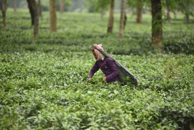 After weeks of closure, work in tea gardens in Assam, Tripura starts | After weeks of closure, work in tea gardens in Assam, Tripura starts