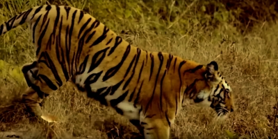 Tiger kills man in Bihar reserve; 8 dead in 27 days | Tiger kills man in Bihar reserve; 8 dead in 27 days