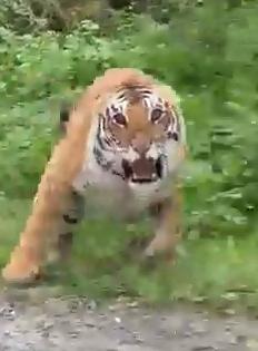 Tigress tranquilised in Dudhwa after two attacks | Tigress tranquilised in Dudhwa after two attacks Tigress tranquilised in Dudhwa after two attacks | Tigress tranquilised in Dudhwa after two attacks