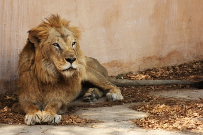 Aus zoo keeper mauled by lion, critical | Aus zoo keeper mauled by lion, critical
