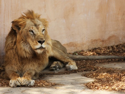 Lion in Lucknow zoo critically ill | Lion in Lucknow zoo critically ill