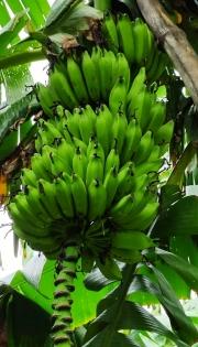 Bihar's famous Kothia bananas to get a production booster | Bihar's famous Kothia bananas to get a production booster