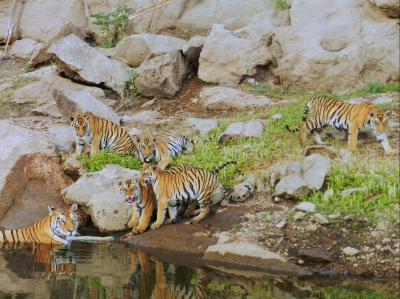 Notice to Centre, Madhya Pradesh on 36 tigers' death | Notice to Centre, Madhya Pradesh on 36 tigers' death