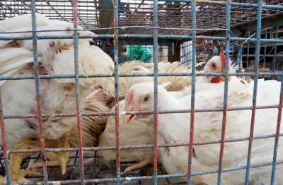 Chicken price rises by Rs 60 a kg in Kolkata in past 10 days | Chicken price rises by Rs 60 a kg in Kolkata in past 10 days Chicken price rises by Rs 60 a kg in Kolkata in past 10 days | Chicken price rises by Rs 60 a kg in Kolkata in past 10 days