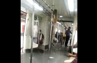 Monkey sneaked into Delhi Metro, remained in system for 3-4 minutes: DMRC | Monkey sneaked into Delhi Metro, remained in system for 3-4 minutes: DMRC