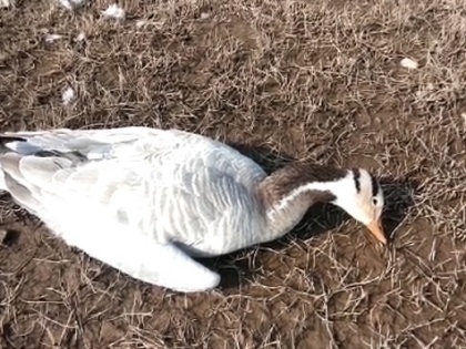 Two held in UP after video showing migratory birds being killed goes viral | Two held in UP after video showing migratory birds being killed goes viral