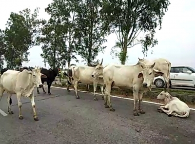 UP police arrests 10 protesters for locking up stray cattle in school | UP police arrests 10 protesters for locking up stray cattle in school