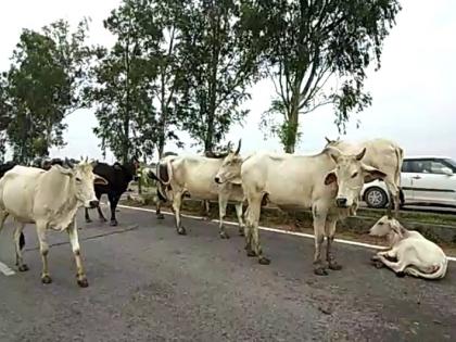UP: Owners to face action if they abandon cattle | UP: Owners to face action if they abandon cattle