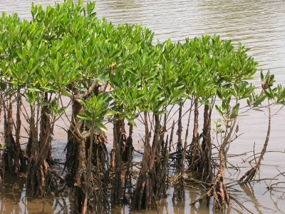 Mangroves can act as bio-shield in Kerala, as storm surge likely to increase | Mangroves can act as bio-shield in Kerala, as storm surge likely to increase