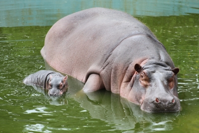 Colombia plans to fly 'cocaine hippos' part of Pablo Escobar's ex-collection to India, Mexico | Colombia plans to fly 'cocaine hippos' part of Pablo Escobar's ex-collection to India, Mexico