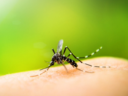 Protein from mosquitoes could help control dengue virus infection | Protein from mosquitoes could help control dengue virus infection