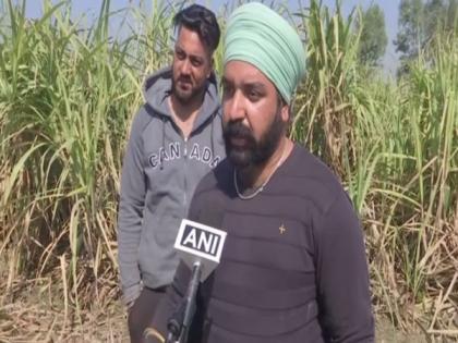 Punjab polls: 'Disappointed' sugarcane farmers refuse to vote, says no government serious about them | Punjab polls: 'Disappointed' sugarcane farmers refuse to vote, says no government serious about them