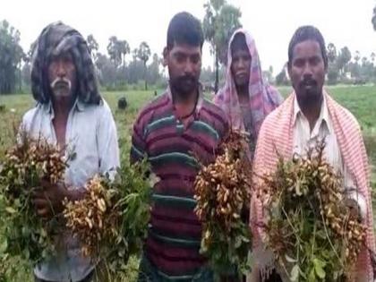 Andhra Pradesh: Farmers in distress following heavy rainfall | Andhra Pradesh: Farmers in distress following heavy rainfall