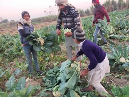Farmer in UP's Shamli sells cauliflower at Rs 10/kg digitally after Ravi Shankar Prasad's intervention | Farmer in UP's Shamli sells cauliflower at Rs 10/kg digitally after Ravi Shankar Prasad's intervention Farmer in UP's Shamli sells cauliflower at Rs 10/kg digitally after Ravi Shankar Prasad's intervention | Farmer in UP's Shamli sells cauliflower at Rs 10/kg digitally after Ravi Shankar Prasad's intervention