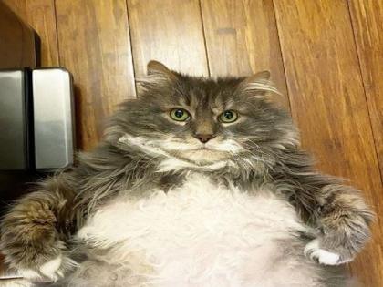 Obese feline searching for a forever home | Obese feline searching for a forever home