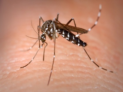 Mosquito-borne viruses linked to stroke | Mosquito-borne viruses linked to stroke