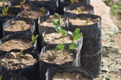 UP govt to plant 35 cr saplings this yr | UP govt to plant 35 cr saplings this yr