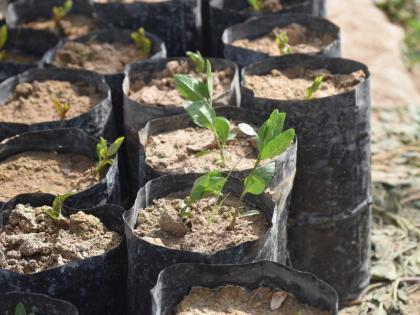 TN Forest Dept undertakes mangroves plantation | TN Forest Dept undertakes mangroves plantation