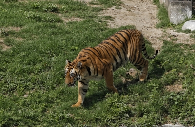 Operation on to capture strayed tiger in Andhra | Operation on to capture strayed tiger in Andhra