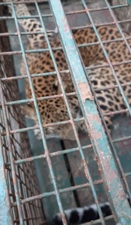 Leopard strays into girls' hostel in Guwahati, rescued | Leopard strays into girls' hostel in Guwahati, rescued