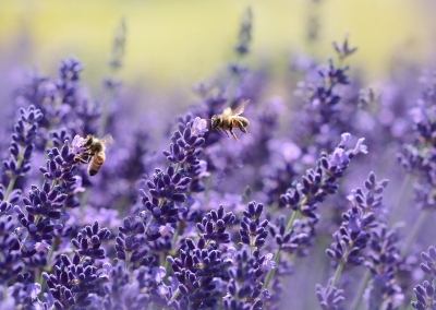 Flower Power for your Skincare Regime | Flower Power for your Skincare Regime
