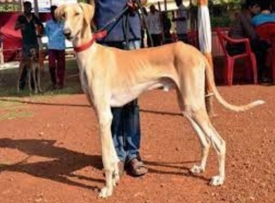 K'taka's Mudhol hounds join SPG squad for PM's protection | K'taka's Mudhol hounds join SPG squad for PM's protection