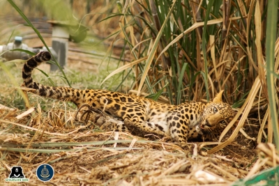 Leopard ensnared in deadly 'jaw-trap' saved in Maharashtra | Leopard ensnared in deadly 'jaw-trap' saved in Maharashtra