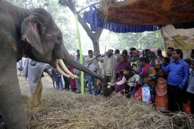 No Bateshwar animal fair in Agra this year | No Bateshwar animal fair in Agra this year No Bateshwar animal fair in Agra this year | No Bateshwar animal fair in Agra this year